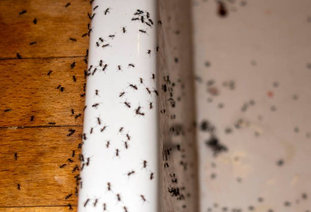 Best Mosquito Control Services  in Shrewsbury, NJ